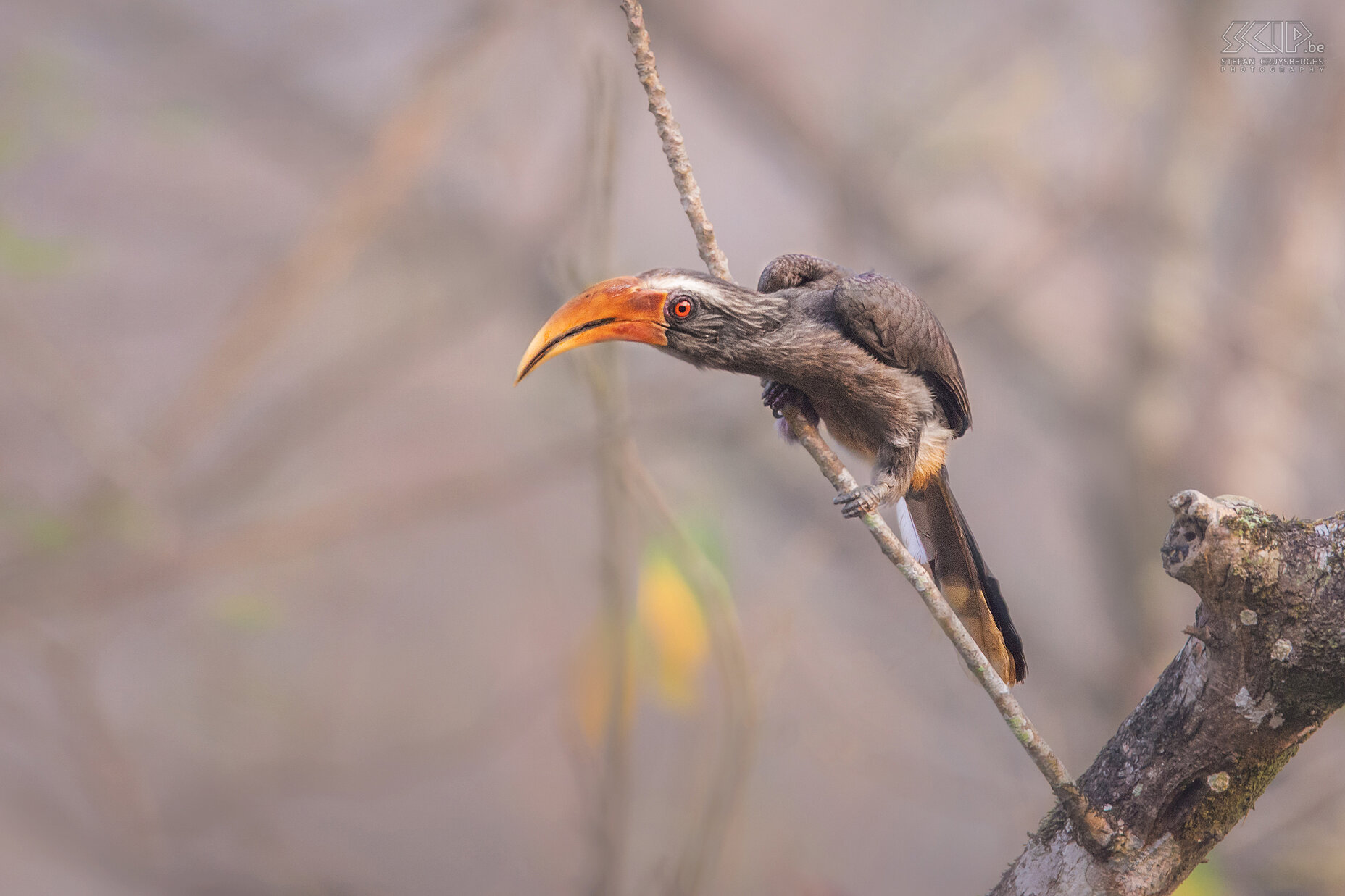 Thattekad - Malabartok In het zuiden van India leven er 4 soorten neushoornvogels. Tijdens onze reis zagen we ze alle 4 en de eerste was de Malabartok (Malabar grey hornbill, Ocyceros griseus). Het is een middelgrote neushoornvogel en ze leven in dichte bossen en plantages en voeden zich met vijgen en andere bosvruchten.<br />
 Stefan Cruysberghs